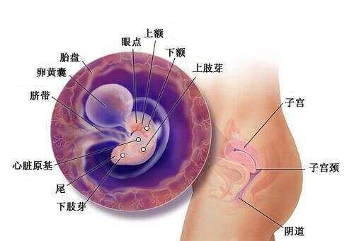 懷孕1-40周全過程圖，深入了解孕期之旅，孕期之旅，懷孕1-40周全過程圖解