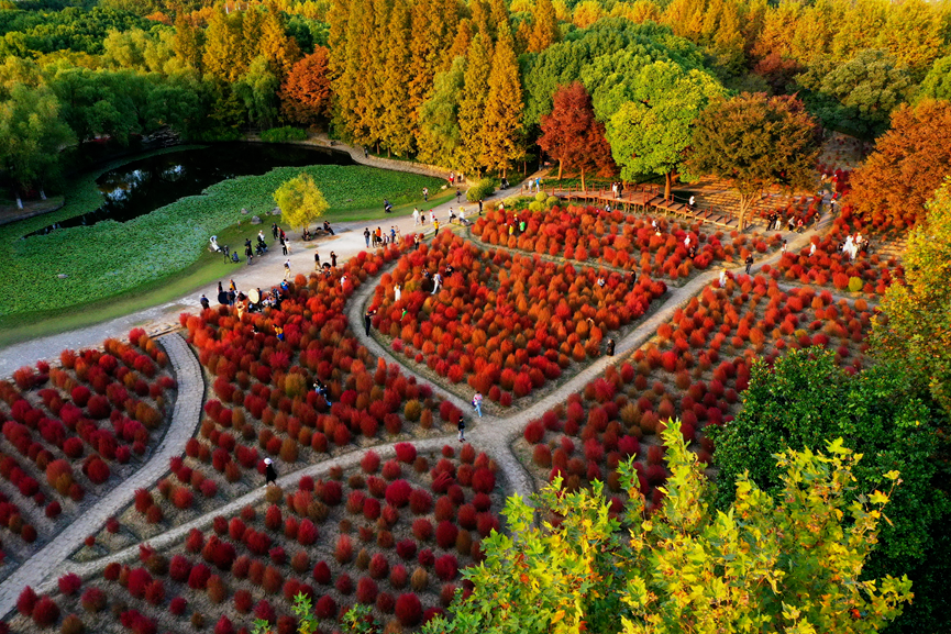 上海世紀公園門票免費，探索城市綠洲的絕佳去處，上海世紀公園，免費探索城市綠洲的絕佳去處